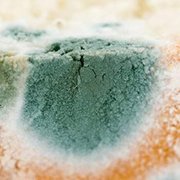 mold inflammation sm 180 x 180