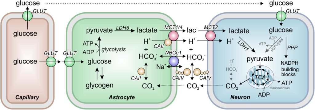 energy metabolism 1